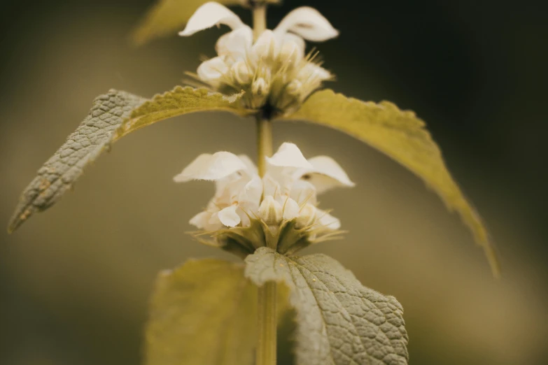 white flowers are blooming and green leaves