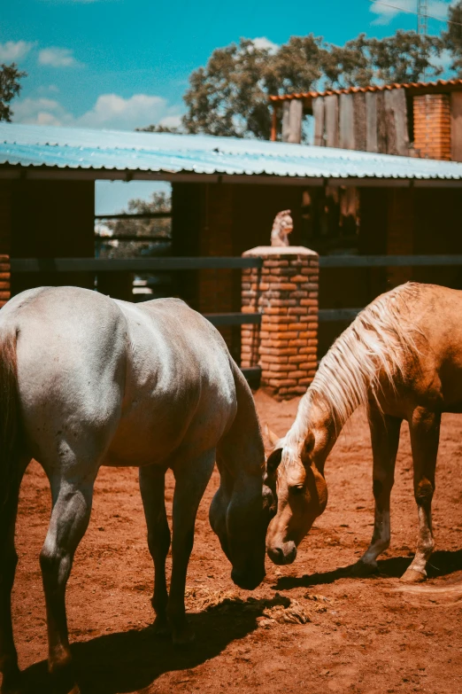 two horses stand near each other eating grass