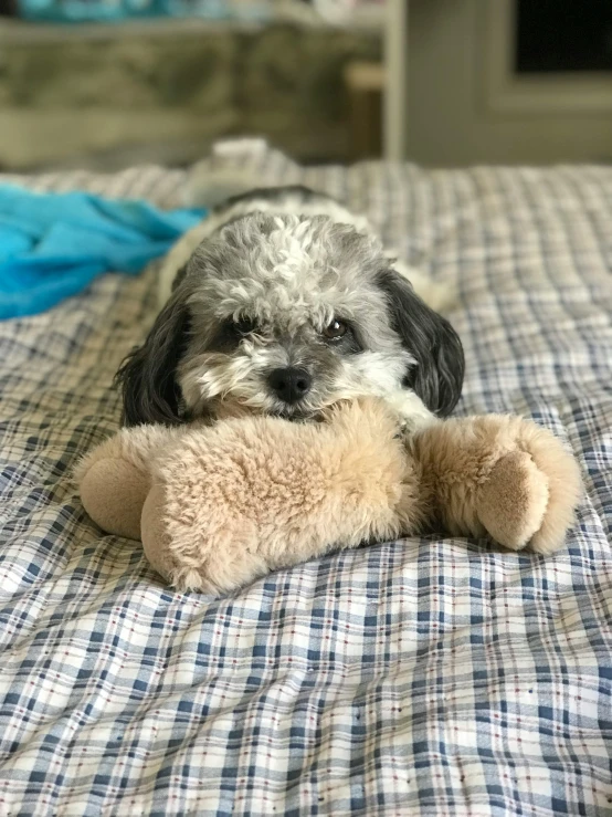 a dog that is laying down with a stuffed toy