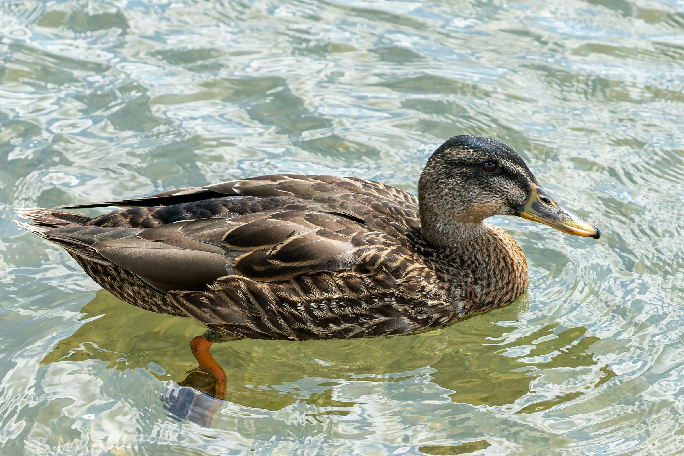 a duck that is swimming on some water