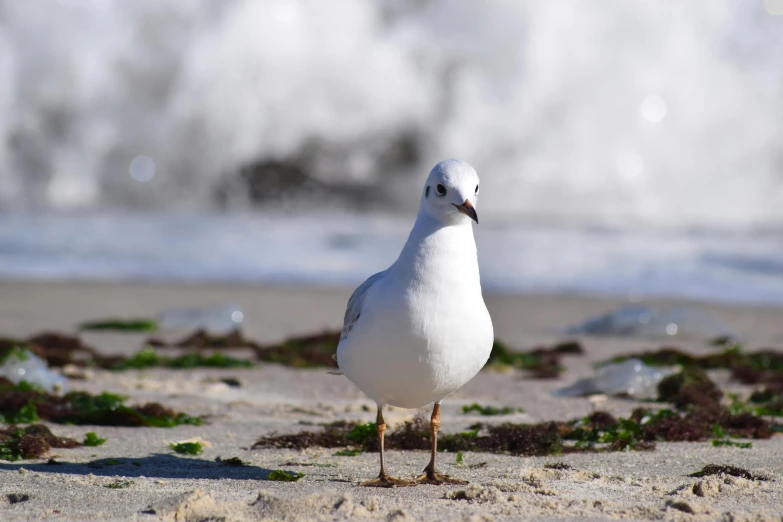 white bird standing on sandy beach next to ocean