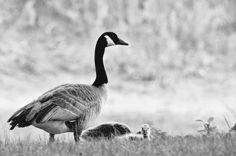 there are two birds standing in the grass