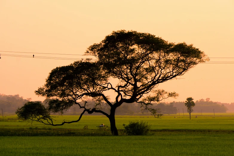 an old tree near a rural field