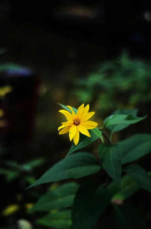 a yellow flower in the middle of green leaves