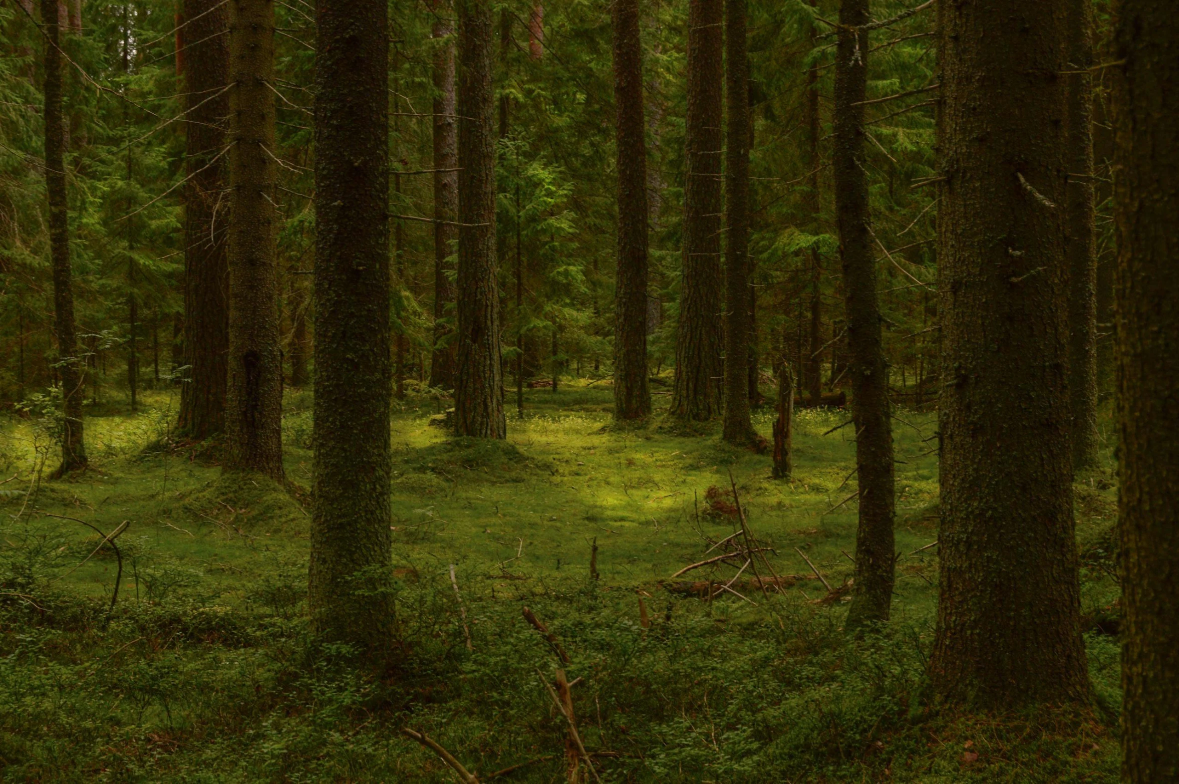 this is a grassy area surrounded by tall, slender trees