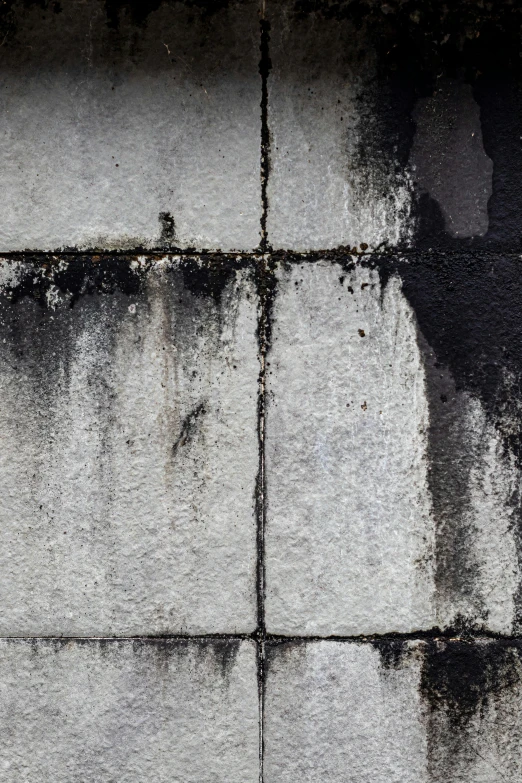 a bird sits on the wall and appears to be sad