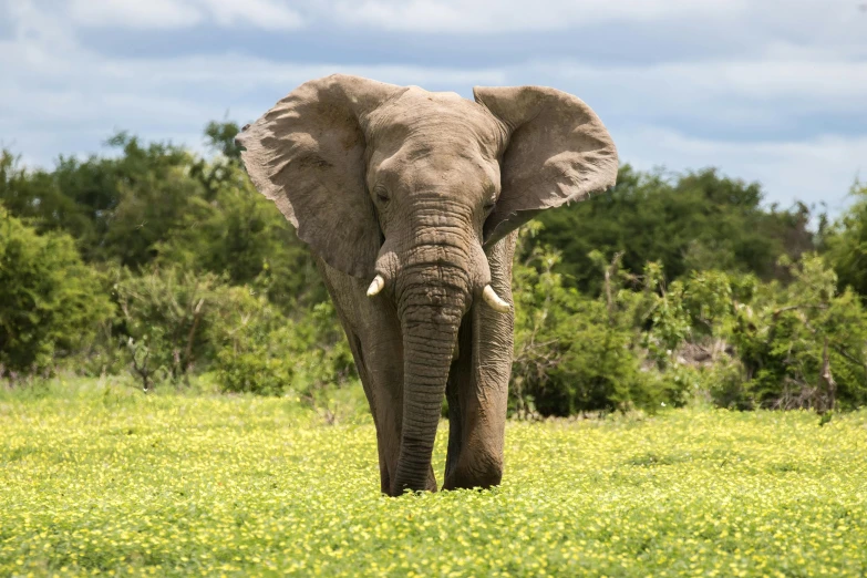 an elephant with tusks in a field near trees