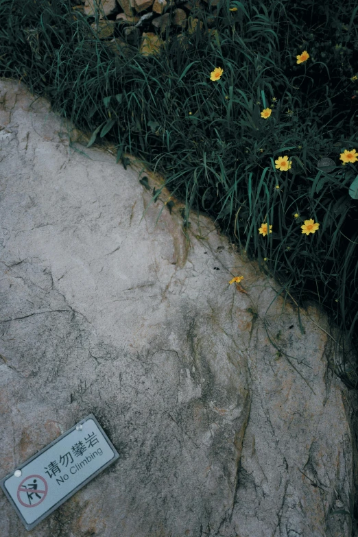 yellow flowers grow in a sandy landscape on the side of a road