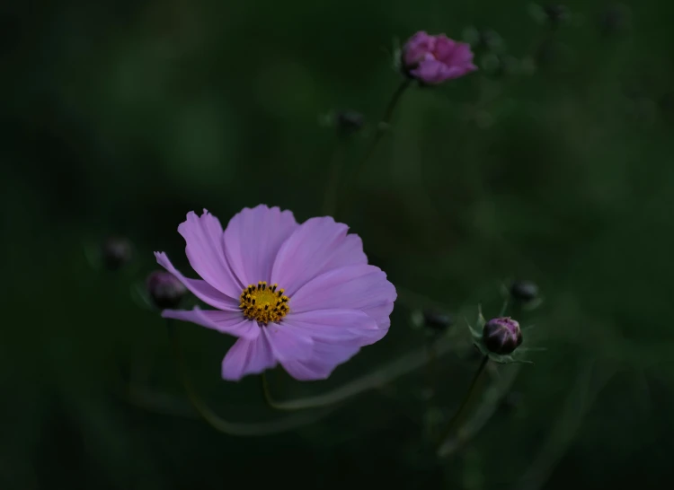 two pink flowers in a lush green field