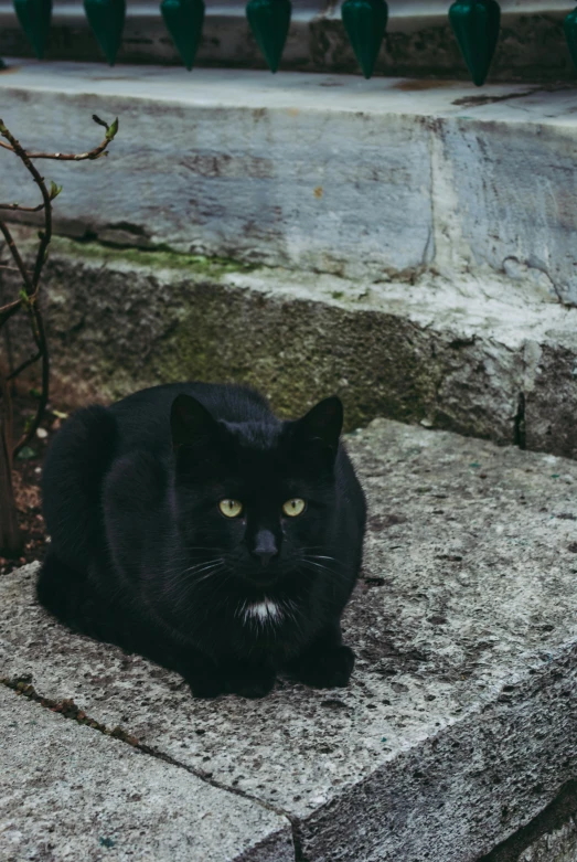 a black cat sitting on a stone ledge outside