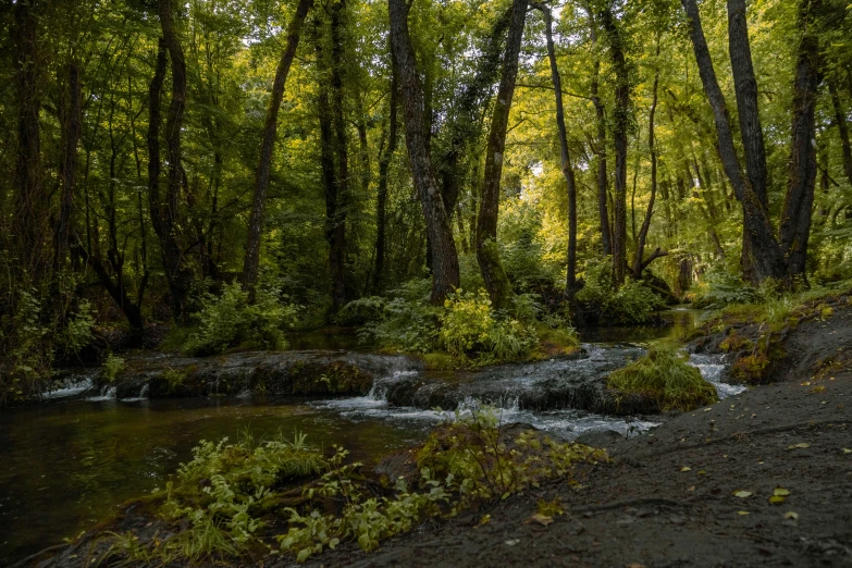 trees stand over the creek in the forest