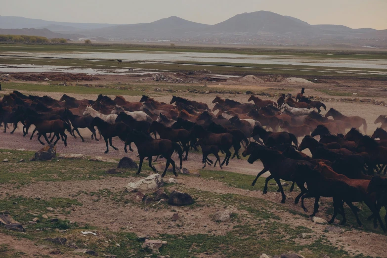 a herd of horses walking across a grass covered field