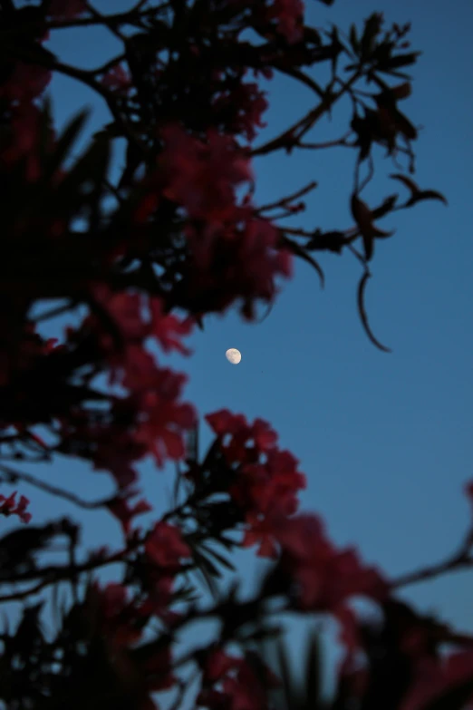 the view through nches, with the moon in the background