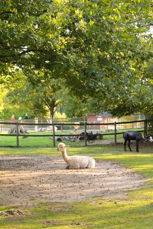 an emaciated animal sits near other animals in an enclosure