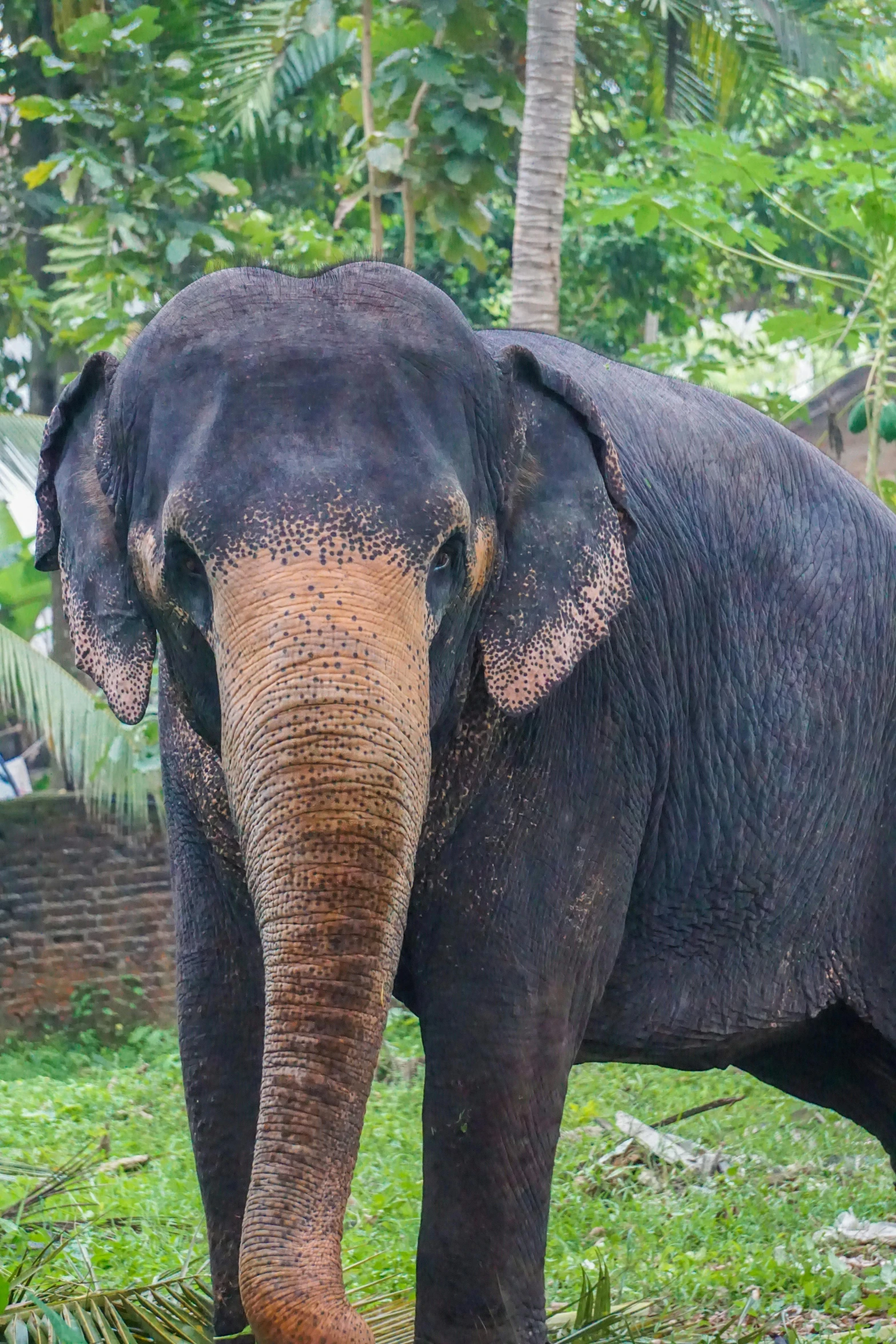 a large elephant standing on top of a lush green field