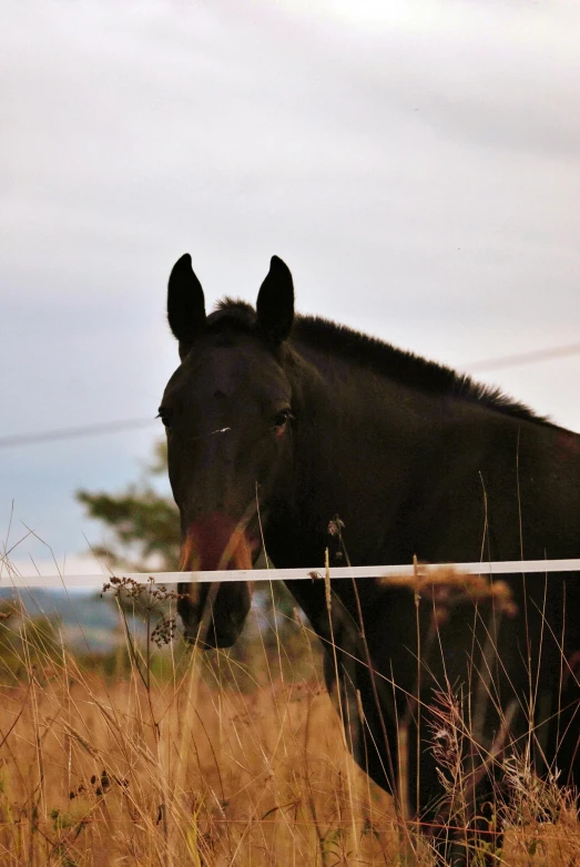 the horse is looking over the fence