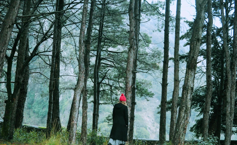 a person stands among tall trees and looks at the mountains