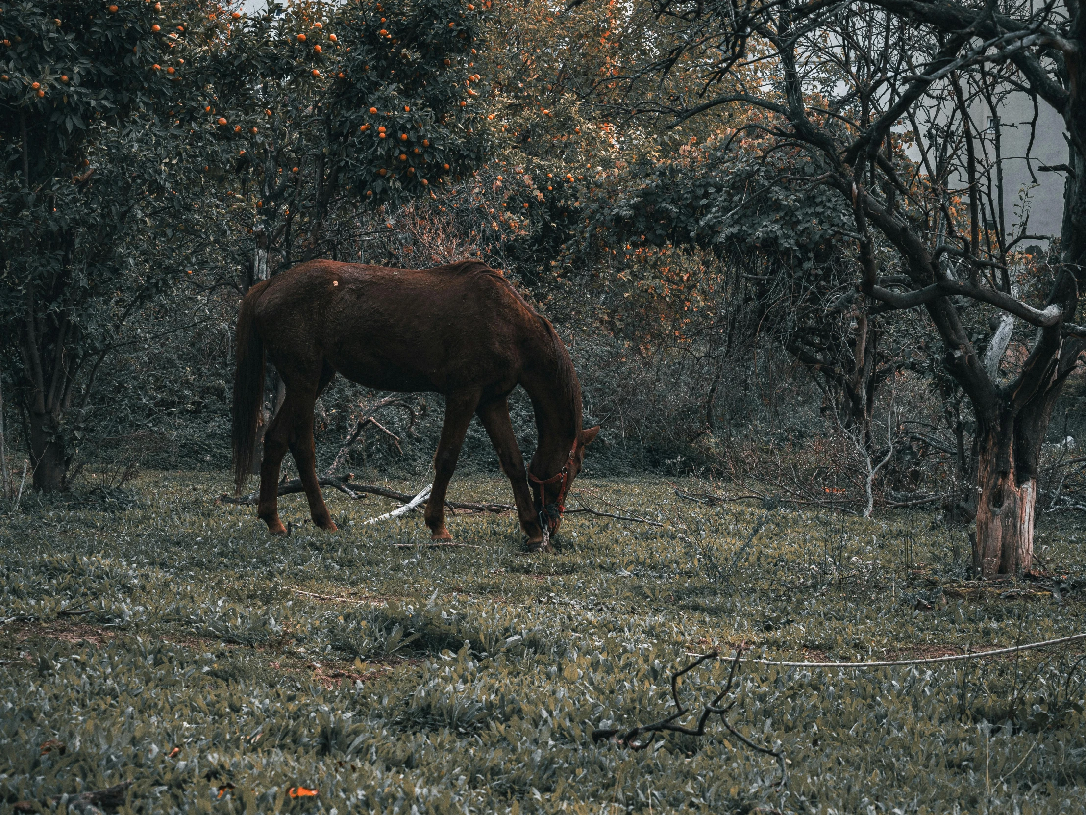 a horse eating grass in an area that has trees and some bushes