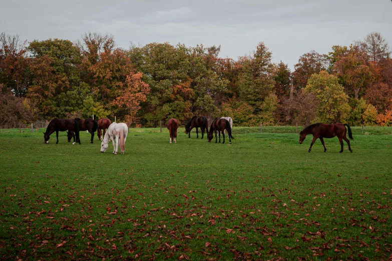 a bunch of horses are in a field together