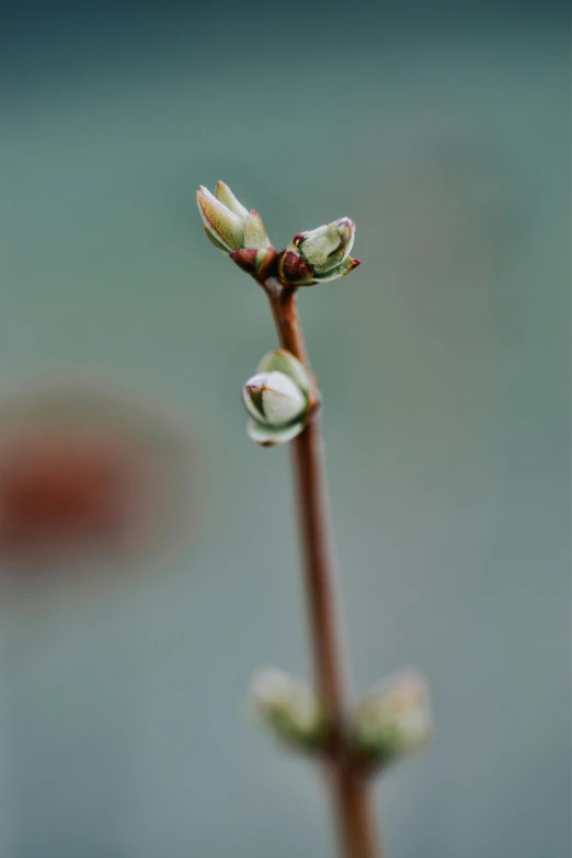 a green flower bud emerging out of the stem