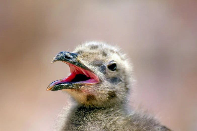 the bird has its mouth open and it's teeth are missing