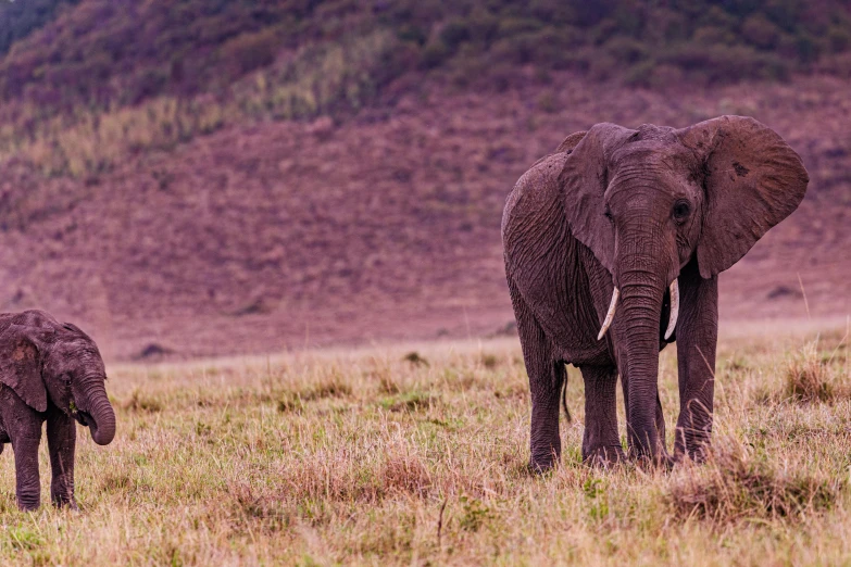 an adult and baby elephant walking across a field