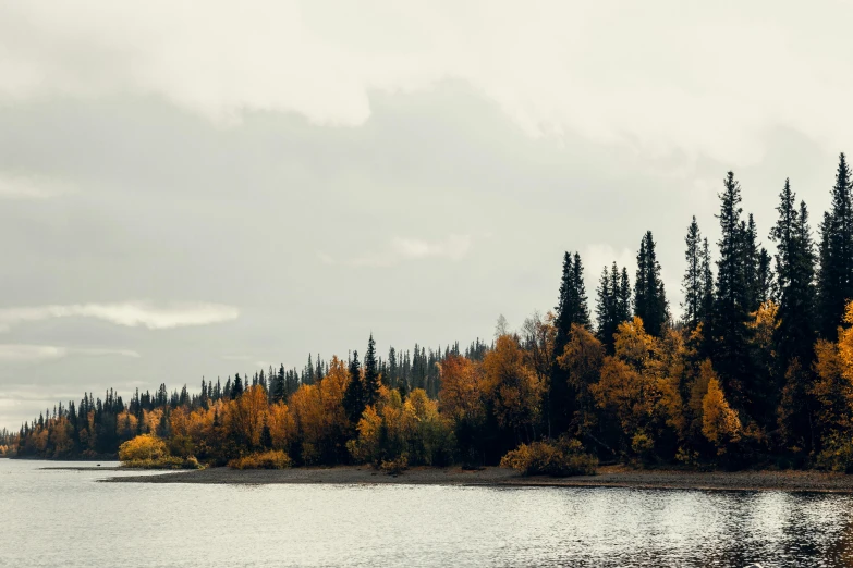 trees turning yellow and orange as the water turns green