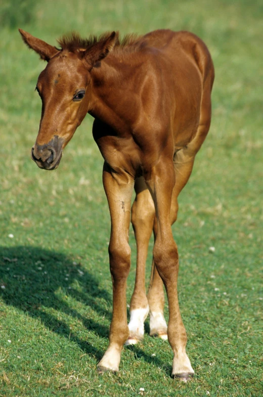 a baby horse with a blurry face and legs standing in the grass
