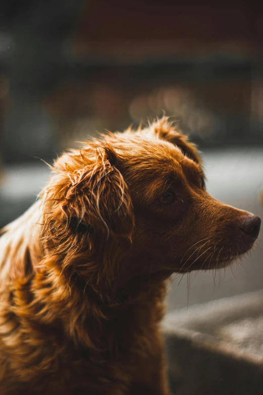 a brown dog sitting on the ground with its head turned to look to the side