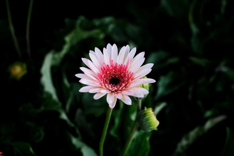 there is a very big flower that is red and white