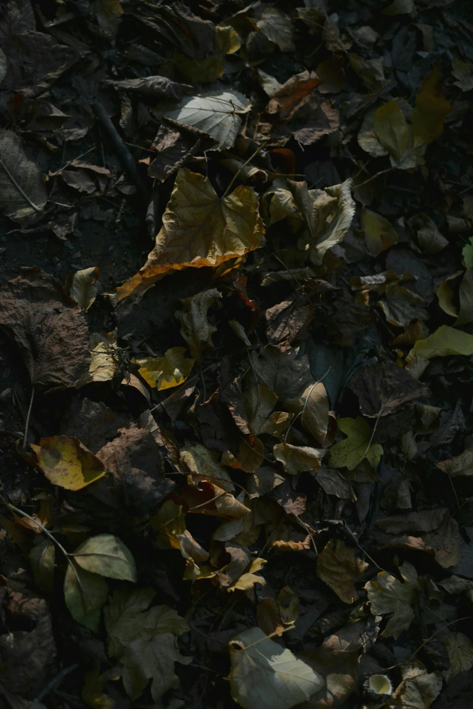 leaves scattered on the ground and some grass