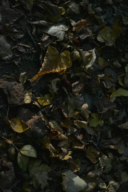 leaves scattered on the ground and some grass