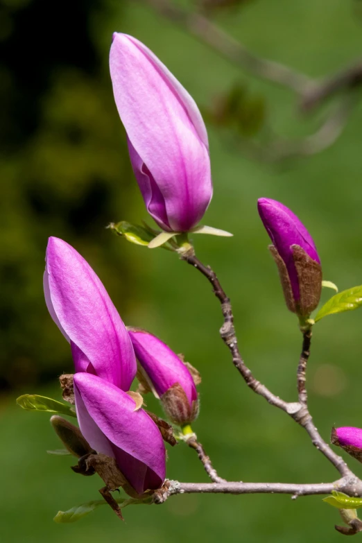 two purple flowers are blooming on the thin nch