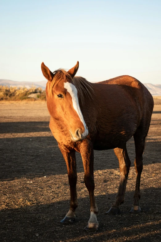 a horse standing in an open field, its head turned to the right