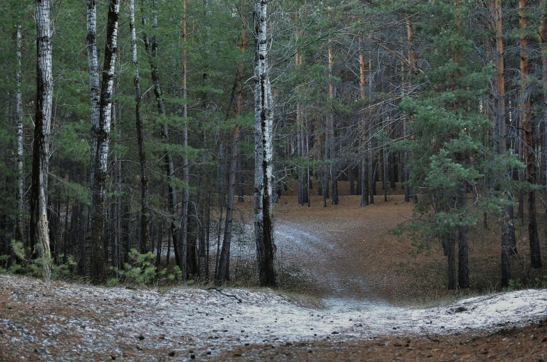 a group of tall trees sitting next to a dirt road