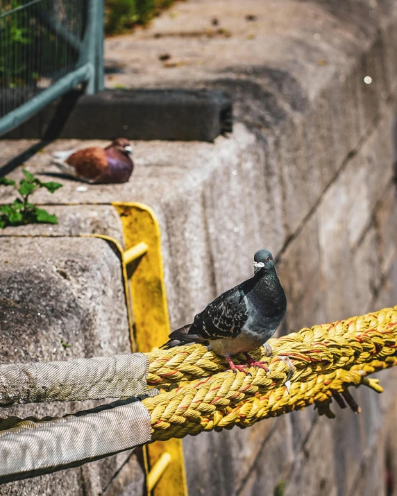 a pigeon perches on top of a rope