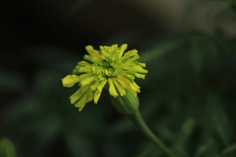 the tiny yellow flower is in focus