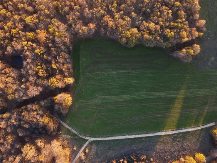 aerial view of green grassy area surrounded by wooded area