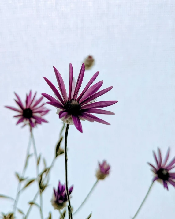 this is a po of some flowers on a sunny day