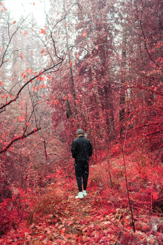 the person is walking through the woods with a dog