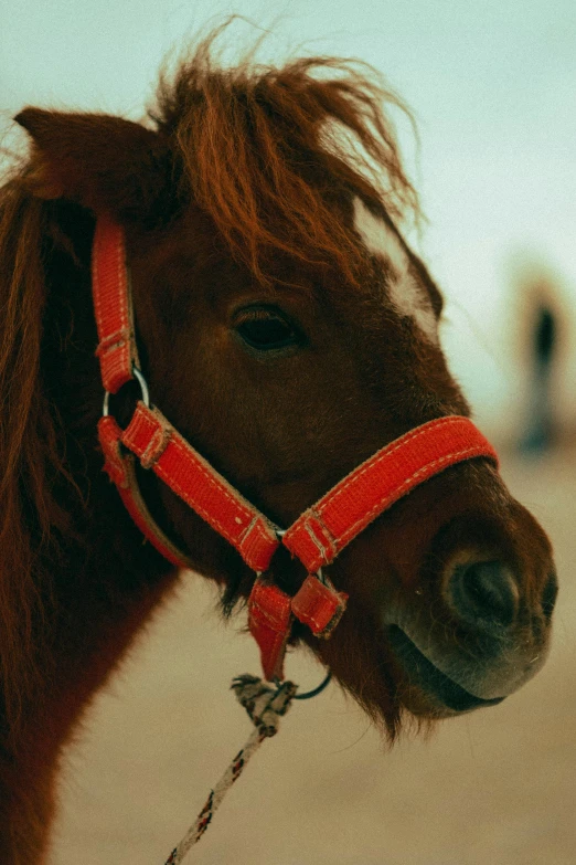 a miniature horse with some gy hair on its face