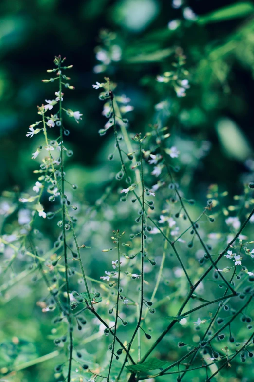 the plants in the field have lots of white flowers