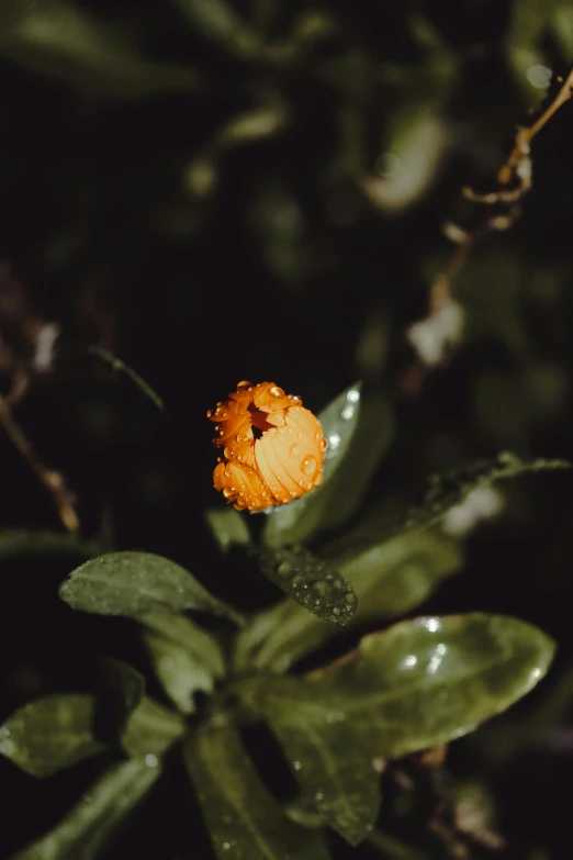 an orange flower with water drops on it