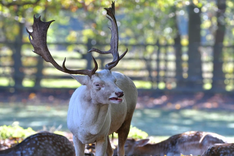 a reindeer is standing in a field surrounded by trees