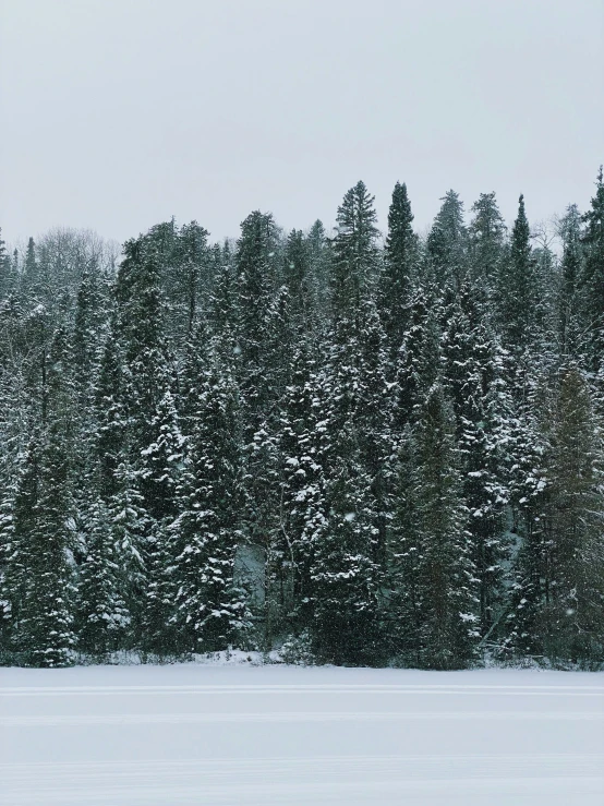 snowy scene with large trees and some snow covered ground