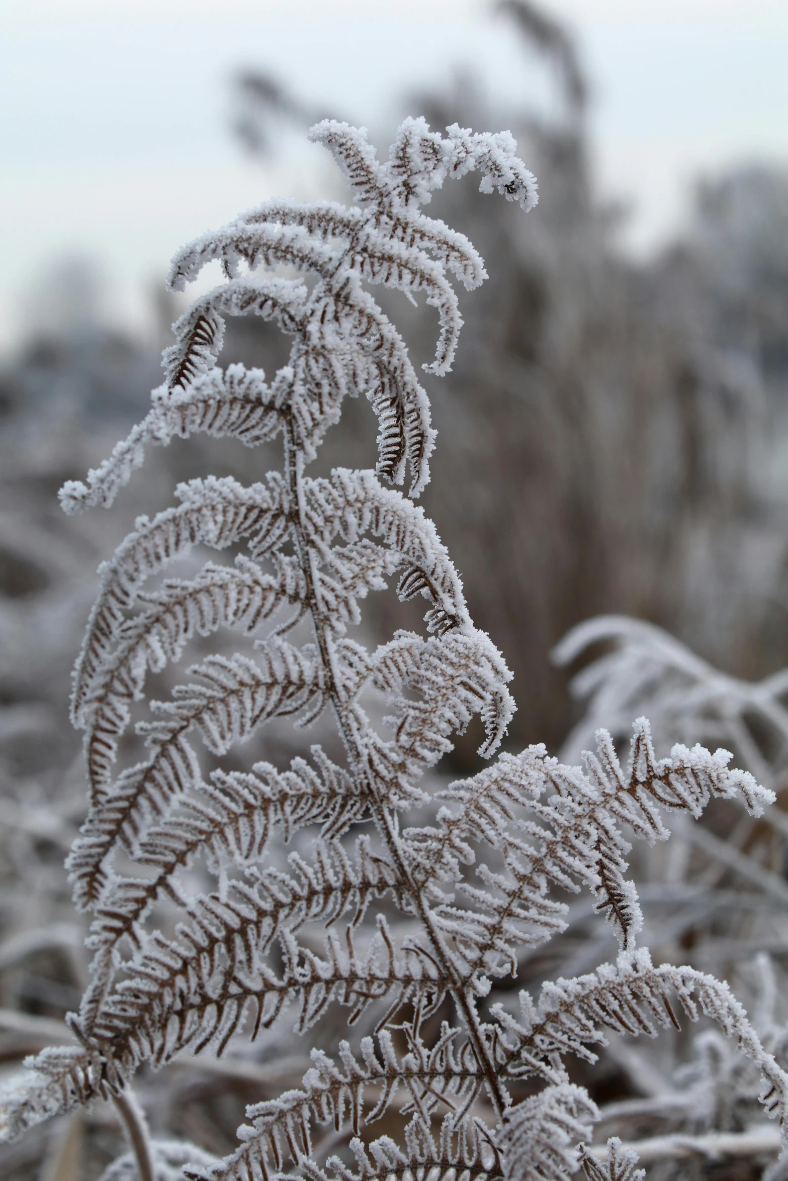 a frosty plant covered in dew or snow