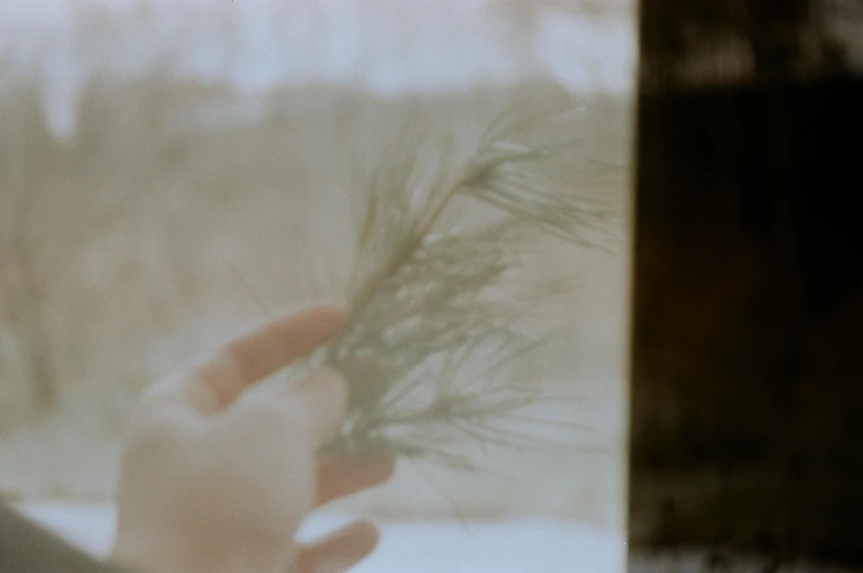 a person is touching a pine tree outside a window