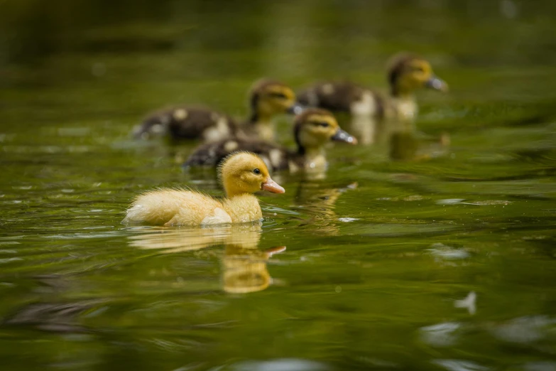 ducks swim on a shallow, green pond