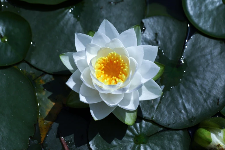 a water lily with yellow stamen is in the middle of water