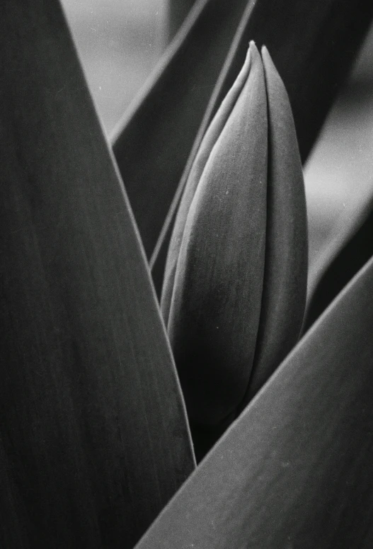 a black and white pograph of an arrangement of plants